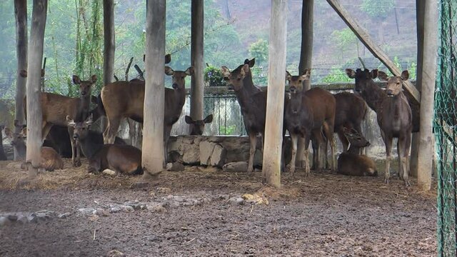 Herd of antelopes in Imphal Zoo