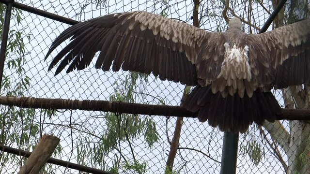Vulture in Imphal Zoo