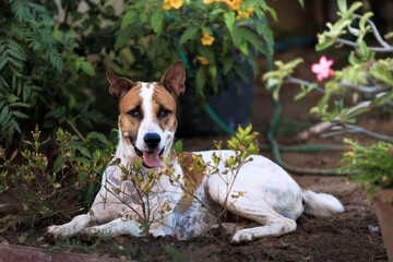 Naklejka na ściany i meble the dog in the garden ,thai dog