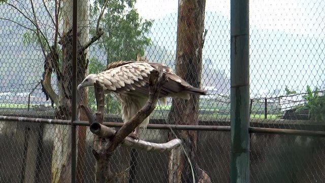 Vulture in Imphal Zoo