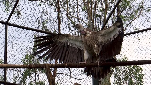 Vulture in Imphal Zoo