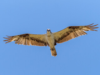 Osprey flying overhead in blue sky in Myakka River State Park in Sarasota Florida USA