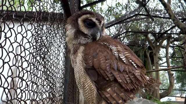 Owl in Imphal Zoo