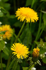 Close up Top view Selective focus of a dandelion on a grass field