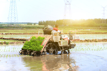 Fototapeta premium Farmers planting rice in field by using rice planting machine.
