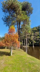 trees in the park