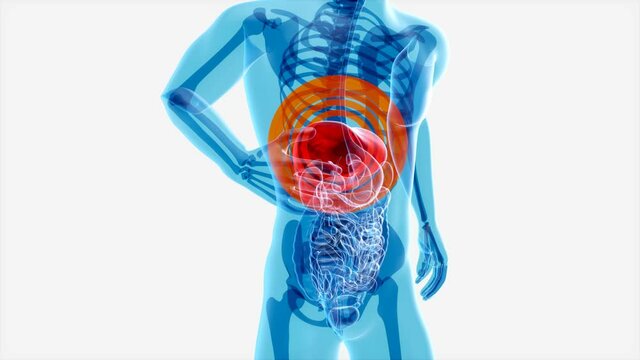 4K anatomy concept of the liver