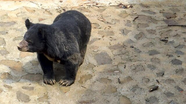 Black bears in Imphal Zoo