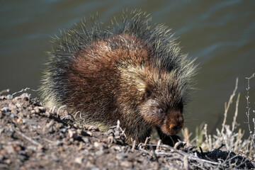 Porcupine