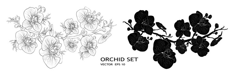 Orchid-tropical symbol of love, holiday. Floral Botanical flower isolated on white background. monochrome, black object. decor, art wallpaper with exotic branches  leaves for design, advertising. © dezignstock