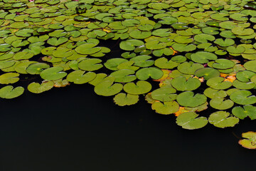 初夏の季節の公園の池の睡蓮の風景