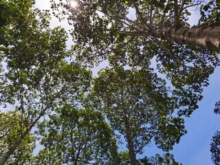 branches against blue sky