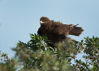 Greater spotted eagle preening its feather, Bahrain