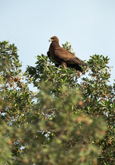 Greater spotted eagle perched on a tree, Bahrain