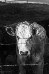 Cow B&W