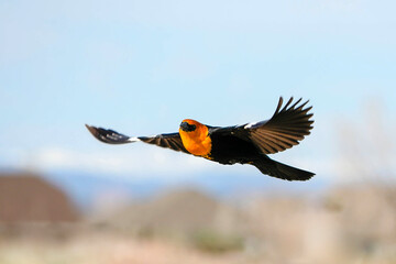 Obraz premium Yellow-headed Blackbird - Flight