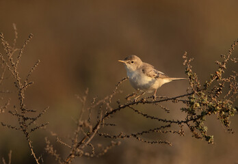 Eurasian reed warbler perched on bush at Hamala, Bahrain