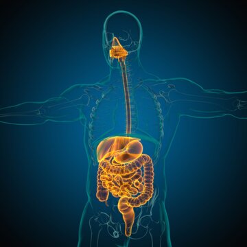 Human Digestive System Anatomy For Medical Concept 3D Rendering