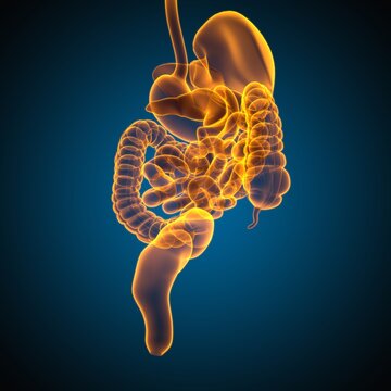 Human Digestive System Anatomy For Medical Concept 3D Rendering