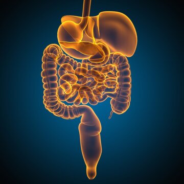 Human Digestive System Anatomy For Medical Concept 3D Rendering