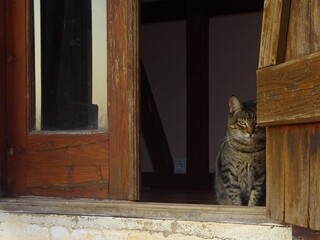 Tabby cat looking from inside