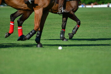 Newport Polo
