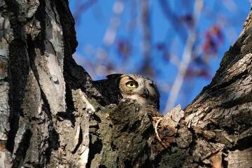 Great Horned Owl Mom - on the nest