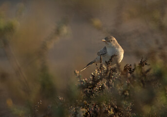 Eurasian reed warbler perched on bush in the morning hours at Hamala, Bahrain