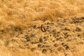 Pheasant wildlife animal, in natural environmental