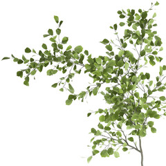 tree in a rust pot isolated on white background 