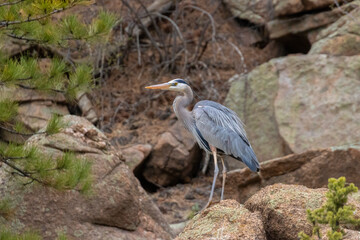 Great Blue Heron