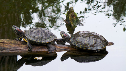 two turtles sitting on a branch in the water, Red-eared turtle, Trachemys scripta elegans