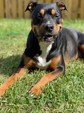 Pit Bull Rottweiler Laying in the Grass / Pitweiler 