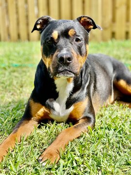 Pit Bull Rottweiler Laying in the Grass / Pitweiler 