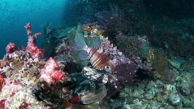 Lionfish hunting on a colorful coral reef in the tropics