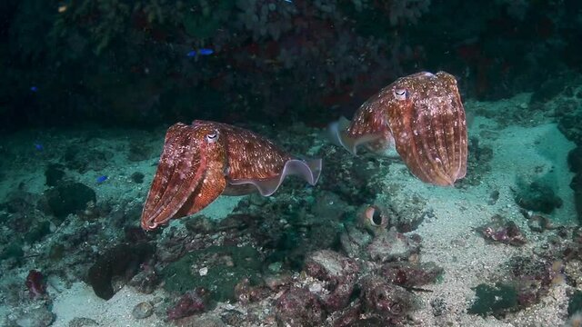 Curious Cuttlefish underwater on a tropical coral reef