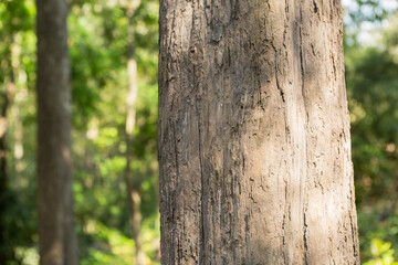 Thailand teak wood is the highest quality teak wood in the world