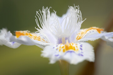 美しいシャガの花