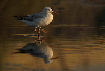 Sender-billed gull at Asker marsh with dramtic reflectio on water, Bahrain