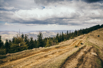A path with trees on the side of a dirt field