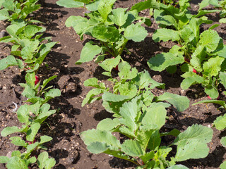 Radish grows in the garden in natural conditions. Organic food.