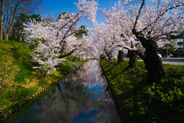 Fototapeta na wymiar 弘前公園桜