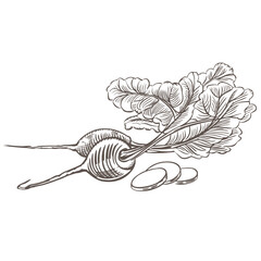 Radish hand drawing in woodcut style. Vegetable radish illustration. Beetroot fruit illustration hand drawing