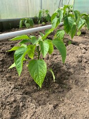 Green peppers are grown in a greenhouse. Young fresh sprout of bell pepper in a greenhouse.