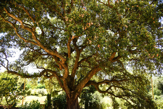 Vecchia quercia da sughero
