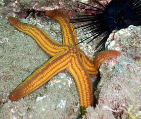 Costa Rica Pacific sea life.