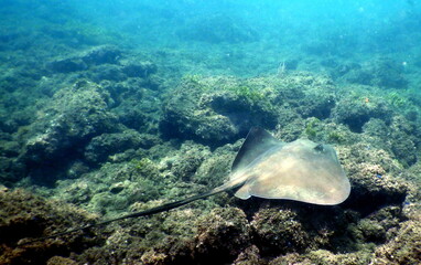 Costa Rica Pacific sea life.
