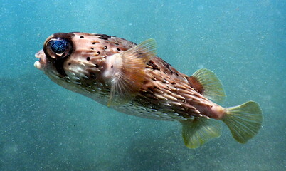 Costa Rica Pacific sea life. © Brian