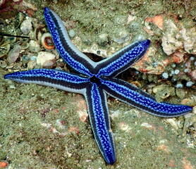 Costa Rica Pacific sea life.