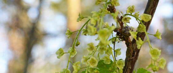 Beautiful and delicate wild currant flowers in young spring twig with small sleeping slug.